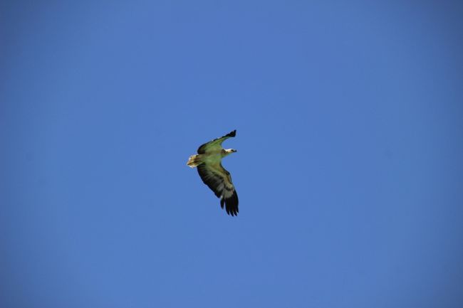 ☆White-billed Sea Eagle , Sandbar @ Koh Lipe Thai<br /><br />シロハラウミワシはインド、スリランカ、東南アジア、フィリピン、ニューギニア島、ビスマルク諸島、オーストラリア、タスマニア島にかけて広く分布しています。 <br />食性は動物食で、魚類やウミヘビ、ウサギやオオコウモリなどの哺乳類、水鳥などを捕らえて食べます。<br />樹上や崖の上から待ち伏せし、水面近くに現れたところを捕らえます。 <br />水辺に近いところを好み、海岸近くや海上の小島、河口付近などで見られます。<br />森林地帯より、開けた田園地帯や水辺などに飛来することが多く<br />背面は黒く、頭部から下面にかけては白色、クチバシは白みがかった黒色で、<br />脚は黄色です。<br />翼は濃い灰色で、翼を広げた幅（翼開長）は2m近くなり、<br />リペ島やランカウイ島では最大級の猛禽類です。<br /><br />繁殖期は崖の上や大きな木の上などに枯れ枝を用いた巣を作り、巣はときに直径1.5ｍにもなる巨大なものです。平均して2個の卵を産むそうです。<br />Koh Yangが上陸禁止になったのは<br />おそらくこのシロハラウミワシの営巣地になっているからではないかと思います。<br />※船頭から聞いた話なのでシロガシラトビかも知れません。<br /><br /><br />