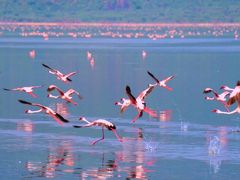 ボゴリア湖自然保護区