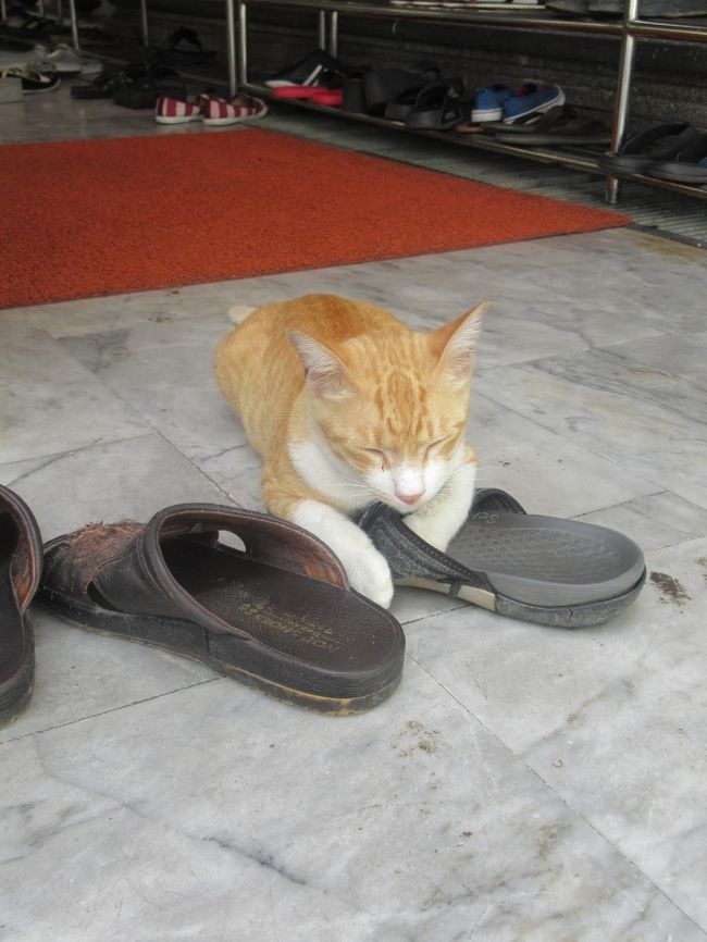 本堂出口では猫ちゃんがくつろいでいました。