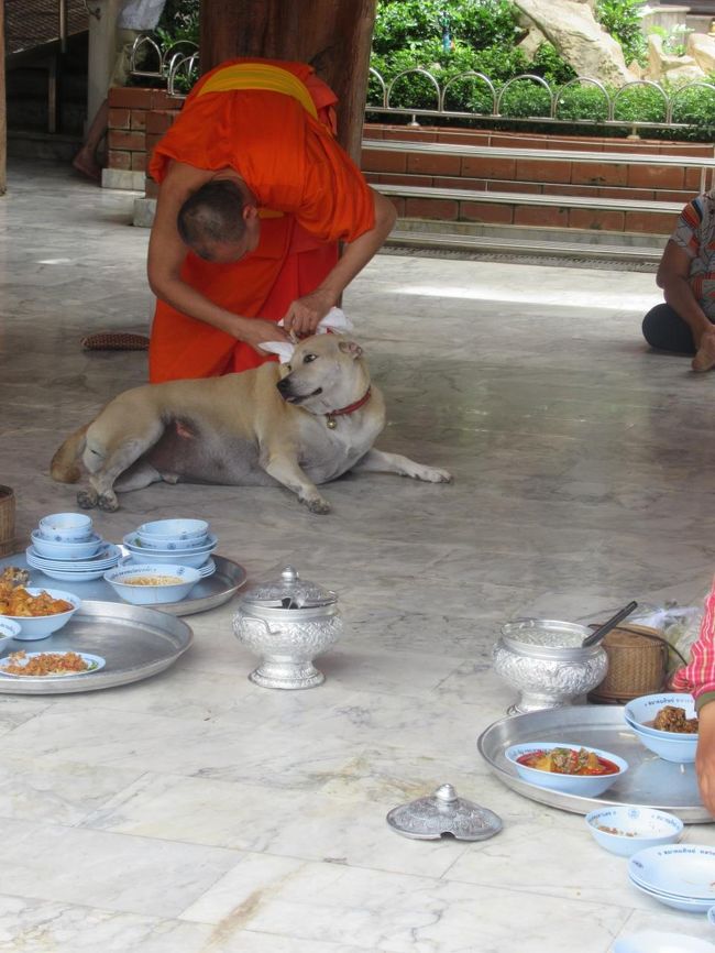 お腹に薬を塗ってもらったり、耳掃除をしてもらったり、、、おとなしく言うこと聞くわんちゃん。