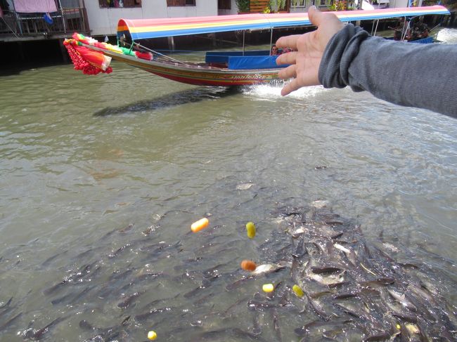 ボートの運転手さんも写真が撮れるようゆーっくり進んだりするので、私たちもボートが来るのに合わせて餌やりを楽しみました（笑）