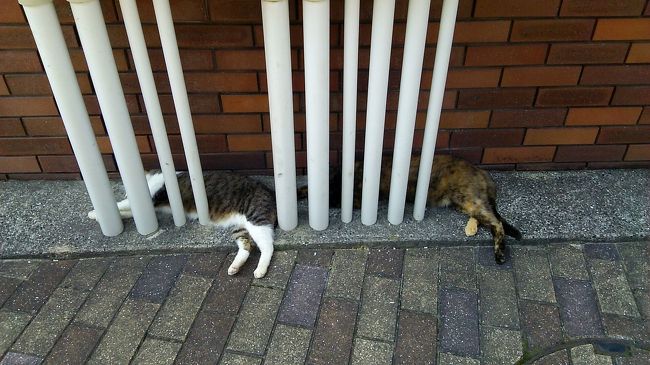 猛暑の日帰りさるく 坂の長崎は猫の街 長崎市 長崎県 の旅行記 ブログ By さるくさん フォートラベル