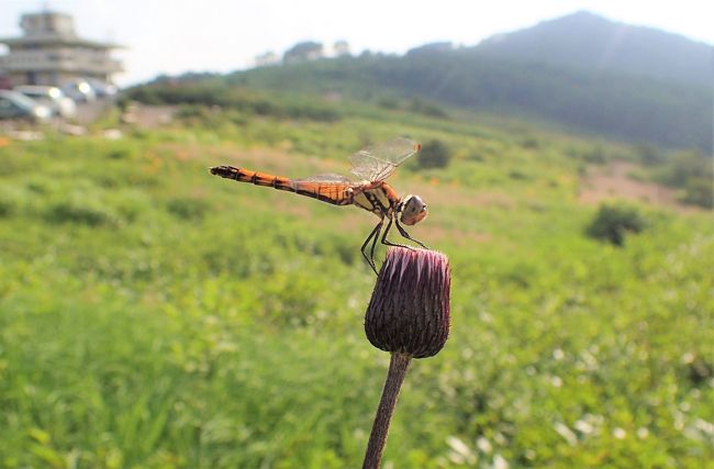 野反湖から白砂山へ 榛名 吾妻 群馬県 の旅行記 ブログ By ほいみさん フォートラベル