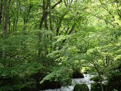 この阿修羅の流れは、水の流れはもちろん、その背景となる緑の木々があるからこそ、素晴らしいのではないでしょうか。