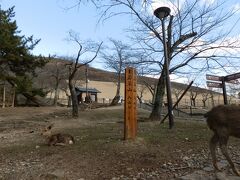 　若草山山麓に到着しました。南大門駐車場から歩き始め、南大門、大仏殿、二月堂、手向山八幡宮、若草山山麓と来ました。