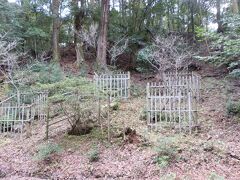 　若草山頂上から「世界遺産　春日山原始林」を通り若草山山麓まで歩いて下ります。