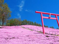 私はだいたい５月の半ばから本格的に観光を始めます。その最初を飾るのがご覧の芝桜です。