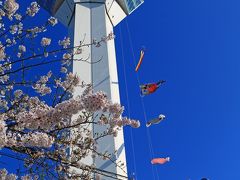 さきほど、芝桜が出てきましたが、では本物の桜は、というと北海道では気候のせいか、あまり桜の名所はありません。桜の種類も道東ではほとんどがエゾヤマザクラで、ソメイヨシノはあまりなく、あえて見ようと思えば北海道でも南の函館付近まで行かなければなりません。
時期もご覧のように鯉のぼりと一緒に見えるということは、5月に入ってからがシーズンになります。