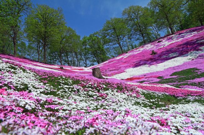 北海道四季の旅 春 トマム 占冠 北海道 の旅行記 ブログ By Massiさん フォートラベル