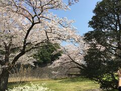 蓮池濠側の桜です。