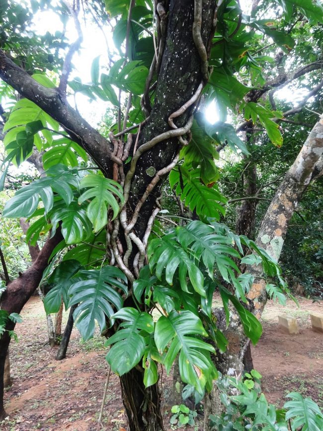 さて、昼食レストランの近くの、不思議な木です。蔓が乗っ取っているような感じに見えます…<br />どなたか、教えてください。