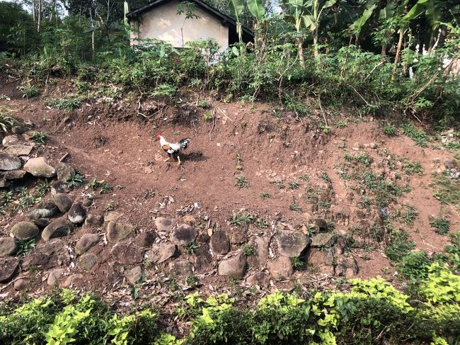 人々の暮らしの中に　ニワトリ