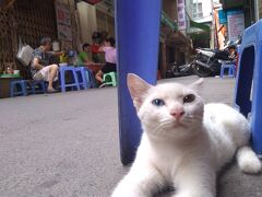 寝台列車乗車前にデイユースで使うBluebell hotelは、アイリスブティックホテルから徒歩2分もかからず、教会脇の路地を行くと、朝夕にフォー屋さんが店をだし、小さなプラスティックのイスを並べ、老若男女の客が訪れていた。
ハノイでほぼ見なかった猫がいたのもこの店が出ている間だけだった。
ホテル自体は予約サイトでうっかりキャンセル不可を選んでしまいしかたなく利用。寝台列車移動に変更したから結果良かったかも。でも誰にもおススメしないホテル。