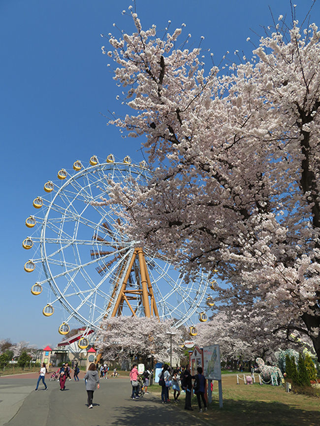 桜満開のチャリティ入園日 東武動物公園 埼玉県の旅行記 ブログ By のほりんさん フォートラベル