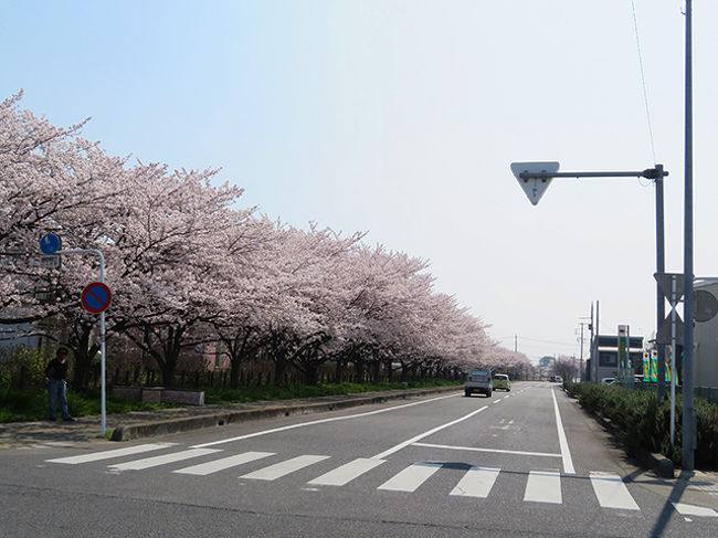 桜満開のチャリティ入園日 東武動物公園 埼玉県の旅行記 ブログ By のほりんさん フォートラベル
