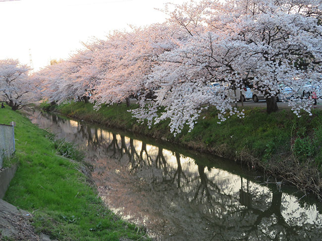 桜満開のチャリティ入園日 東武動物公園 埼玉県の旅行記 ブログ By のほりんさん フォートラベル