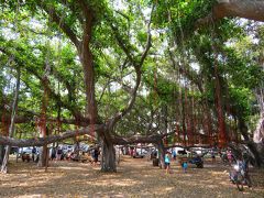 バニヤンツリー(The Banyan Tree)
キリスト教布教50周年に植えられ、樹齢140年になる巨大なバニヤンツリー。