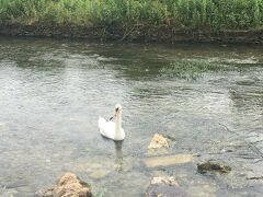 バイブリーの川。カメラ目線の鳥さん。近くに雛たちがいるのでこちらを警戒しているのです。