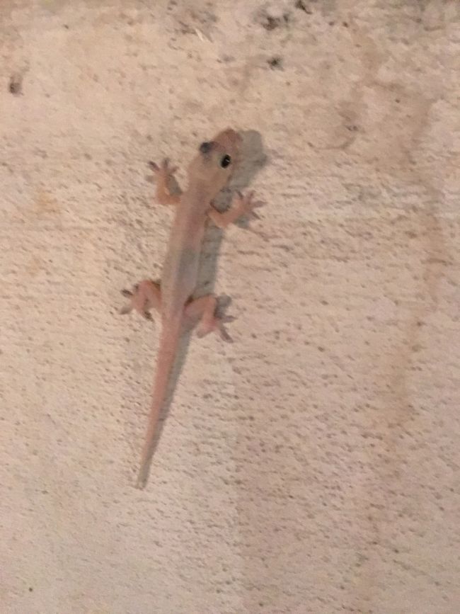 帰り道 壁に張り付いていたゲッコー。<br /><br />Kマートをちらっと下見してタクシーでホテルへ戻ります。<br />疲れもあるので早めに就寝…。