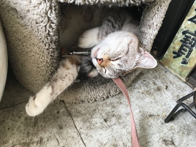 この日は水曜日。<br />チャモロビレッジマーケットが行われる日で、日本からコンビニエンス大阪さんにツアーの予約をしていました。<br />18:00にお店だったんですが入国待ちとバス待ちで結構時間がかかりギリギリ！<br />急いで向かうとお店の前にはツアー待ちのお客さんがたくさん集まっていました。<br /><br />看板猫のはなちゃんに挨拶をしてスタッフさんの車でチャモロビレッジへ向かいます。<br />