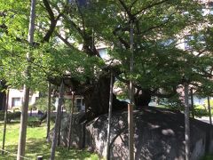次に裁判所にある桜の木を見学。これ写真では分かりにくいけど岩の割れ目から桜の木が生えてるんです！