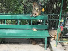 スワヤンブナート
サル多い！
https://goronekone.blogspot.com/2018/08/swayambhunath.html