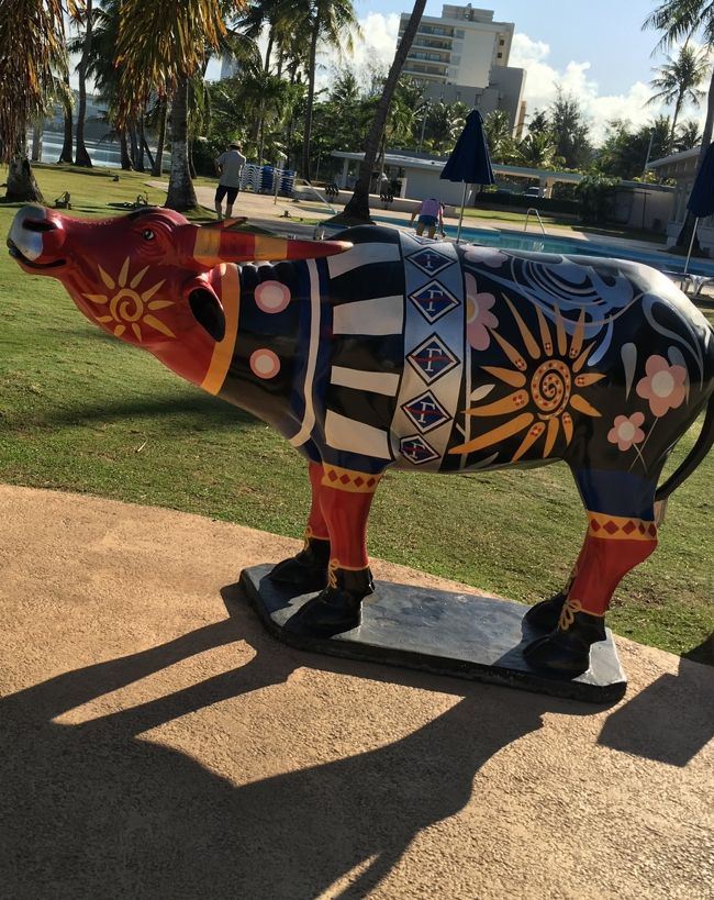 フィエスタにいたカラバオ。