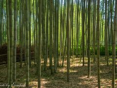 　法金剛院の蓮を見た後は、花園駅に戻り、山陰線で嵯峨嵐山まで移動。竹林の小径を散策しながら、野宮神社、天竜寺を参拝後、混雑しているであろう嵐山方面には行かず、奥嵯峨方面へ。そんなスケジュールでの一日観光である。