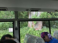 弥陀ヶ原から美女平へ行く途中に「立山杉」があり、バスが一時停車してくれました。
進行方向右側に座るのがいいかもしれません。