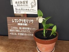 礼文島の植物園に咲いていたレブンアツモリソウ。
