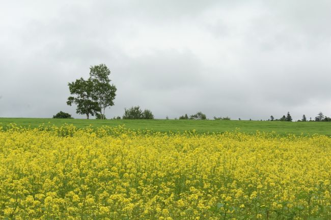 菜の花？と思ったら、キガラシという花でした。あちらこちらできれいな黄色が広がってます。