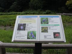 水生植物園



