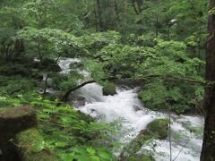 昨日雨が降り、水量が増して今朝の渓流は勢いよく流れています。