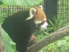 円山動物園 アジアゾーン 高山館