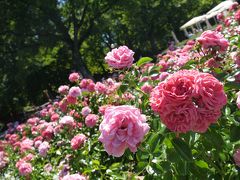坂の上にはバラ公園があります。
様々な種類のバラが見頃を迎えていました！