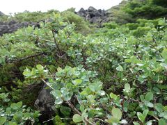 高山植物に朝つゆ。