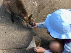 駅でまたジェイさんと合流して車で、レインフォレステーションへ。

小さな動物園みたいなのがあって、ワラビーに餌やりができます。
餌は入る前の窓口のところで２豪ドルで売ってました。

すごくかわいくて、小さい子でも餌やりできます。