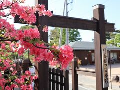 伊香保関所付近も、多くのツツジの花が咲き誇っています。