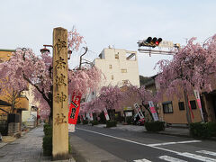 帰り道でしだれ桜の並木に遭遇
伊奈波神社の参道のようです。