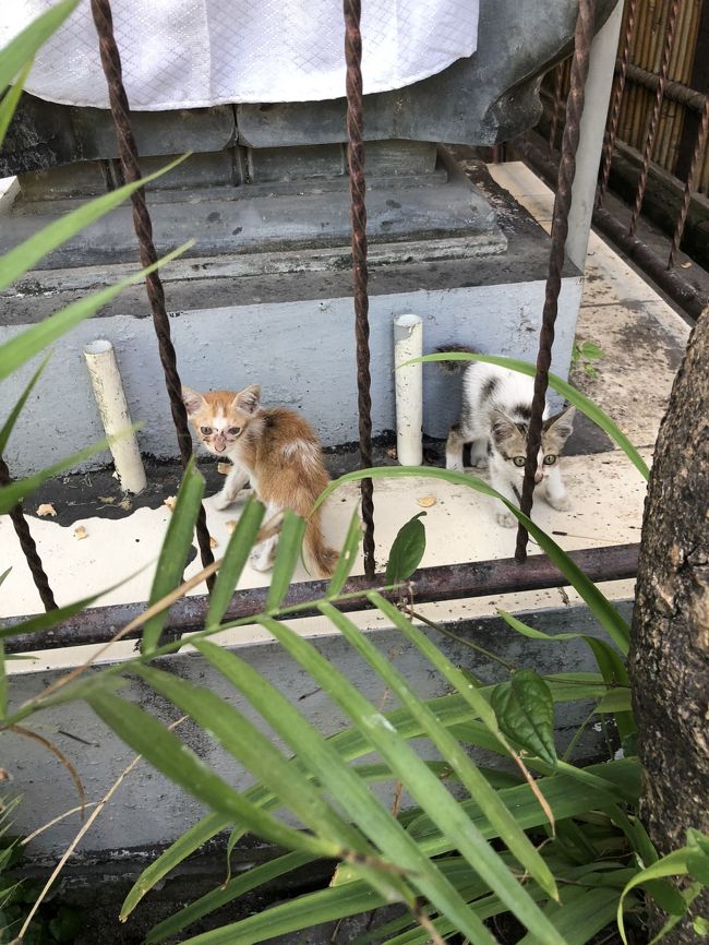 プラバからタンジュンサリへの帰り道。<br />かわいい子猫の兄弟が☆*:.｡. o(≧▽≦)o .｡.:*☆