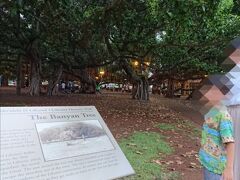 そしてほどなく歩くとハワイ最大のバニヤンツリーがある公園に。ラハイナに来たのはこれが目当てです。