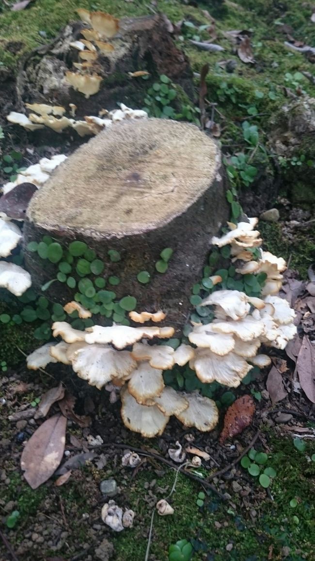 夏でもひんやりした埴輪園にはキノコがびっしり。