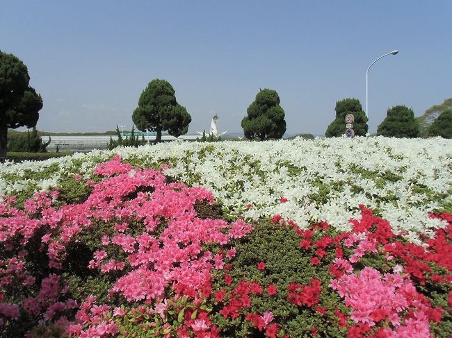 ホテルの北玄関前の花壇には、毎年、４月中旬になると色とりどりの「クルメツツジ」が咲いていました。
