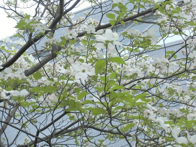 白色をした「ハナミズキ」です。