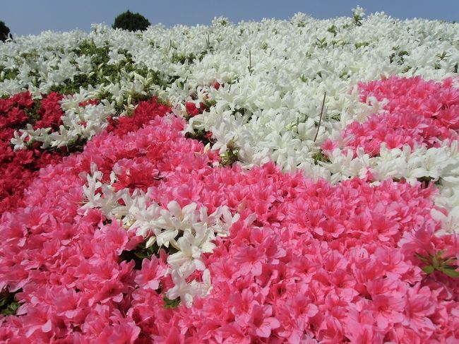 色とりどりの「クルメツツジ」をズームで撮ってみました。<br /><br />毎年毎年、楽しみの一つとなっていました。