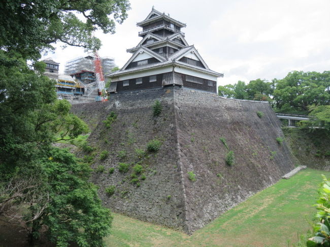 宇土櫓は近年の修復で石垣には手を付けられなかったため、20mの高石垣は築城当初のままで、当時の石工さんたちの技術の高さが、改めて見直されたそうです。<br />しかしながら、今回見舞われた地震で崩れはしないものの、ほんの少し石垣がふくらんだため、草が生え始めた個所が出ました。また、右方に付随していた続櫓は倒壊しました。