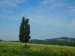 時間の余裕がまだ若干あったので、もう少し北まで足を延ばしてみた。
ケンとメリーの木。