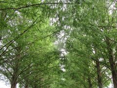 雨に濡らしたくなかったので、駐車場に一眼レフは置き去りにして、めったに使わない小型のミラーレスを持って来て撮ってみた。

綺麗に撮れるものだな！
深緑が淡く表現され、こちらも小雨を感じさせない。

どこかの新車のCMとかで使えるような景観。

既にネットで見飽きたな、と思っていたメタセコイア並木だったが、実際に観てみると素晴らしく美しく感動した。

平日で且つ小雨も降りしきる中、見物客もごく少数。我ながらとても良い時に来たものだ。余計なモノが何も入り込んでこない。
秋に来たいものだが、何時に来れば良いのだろう？多分何時でも秋は見物客でごった返しているんだろうな。
まず、この写真のように道のど真ん中には立てないかもしれないな（笑）

いやぁ、良いものを観させてもらった。

このメタセコイアの並木道を感激しながら通り、次の場所へ向かった。気持ち良かったぁ。
