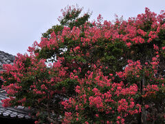 大巧寺から、もう一つの主役が咲く本覚寺へと向かう。
山門を入ると、すぐ左手にその主役が、たくさんの赤い花を咲かせていた。
そう、夏の花、百日紅だ。
それにしても、見事な咲きっぷりだな。