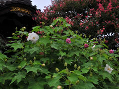 次に立ち寄ったのは妙隆寺。
ここでは、ふたつの主役が競い合うように咲いている。
しかも、芙蓉は白花の八重咲きだった。
